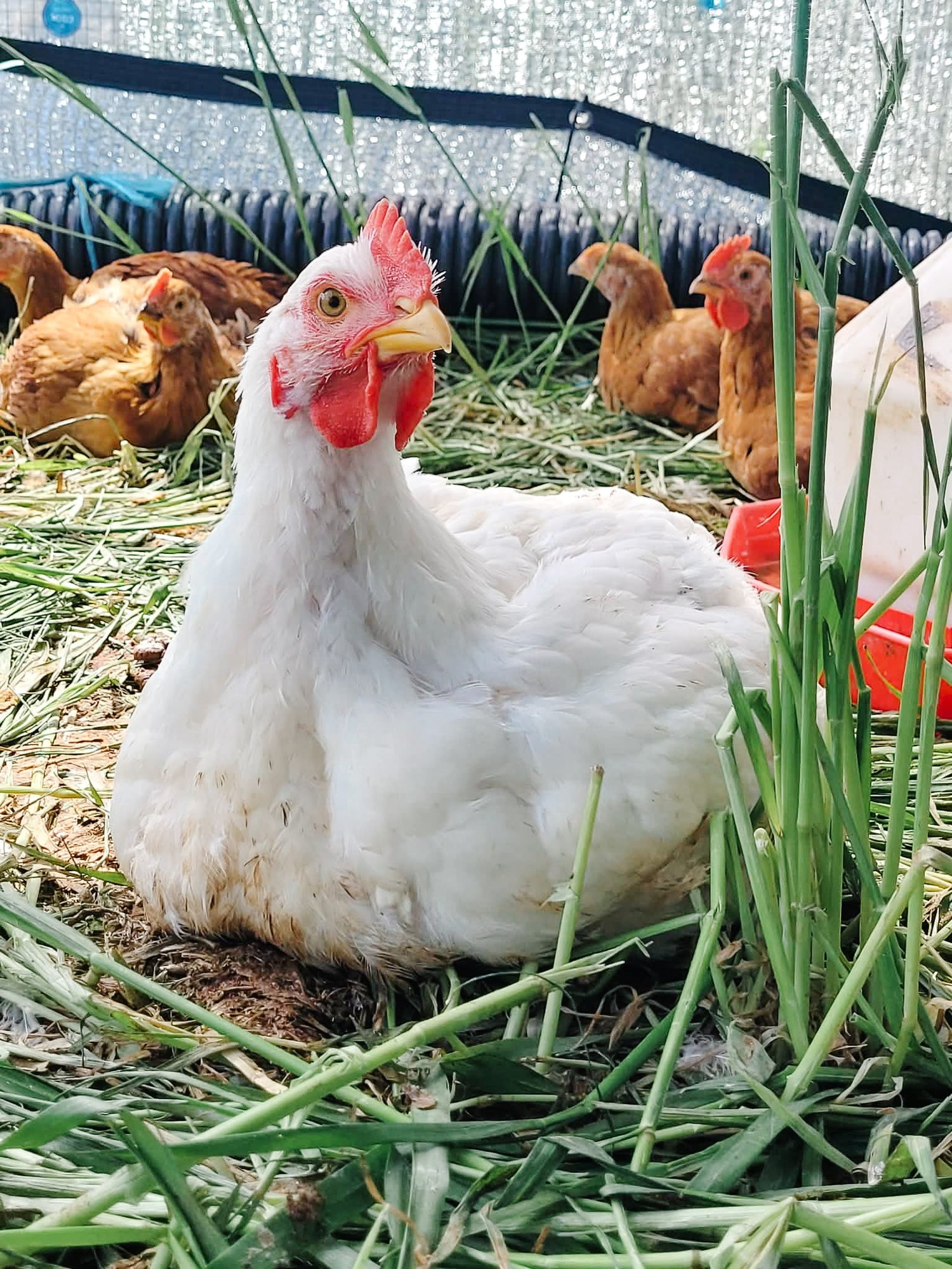 Pasture-Raised Chicken