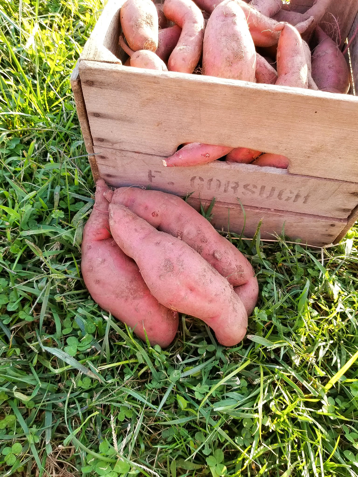Sweet Potatoes